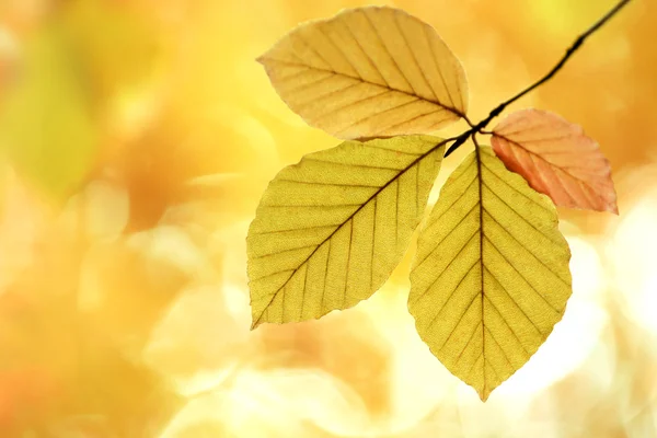 stock image Four autumn leaves on a branch