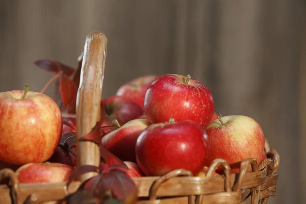 stock image Applebasket closeup with leaves