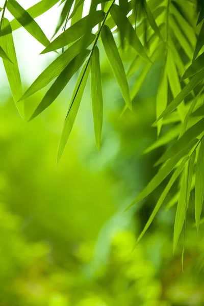Bambu Yaprakları