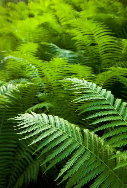 stock image Summer Ferns