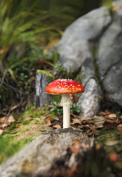 güzel sinek agaric