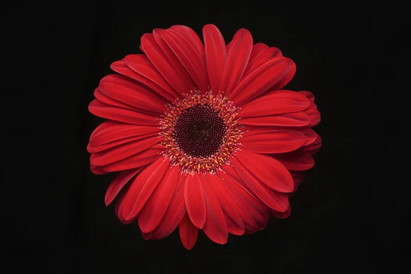 Czerwony kwiat Obrazy Stockowe bez tantiem