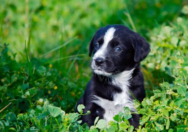 Adorable small dog