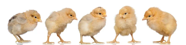 Grupp av gula kycklingar — Stockfoto