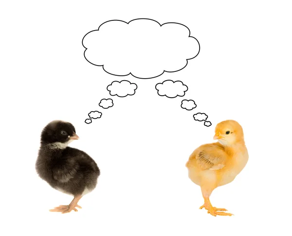 stock image Two small chickens back with a common thought