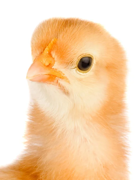 Κίτρινο μικρό κοτόπουλο — Φωτογραφία Αρχείου