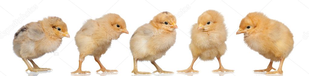 Group of yellow chickens