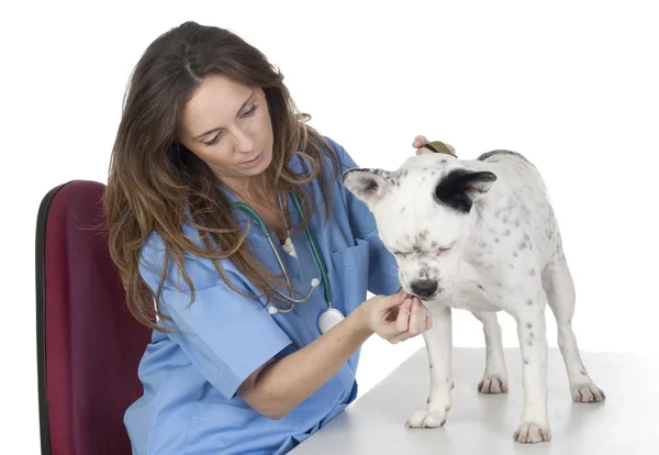 Veterinární se psem o přezkum — Stock fotografie