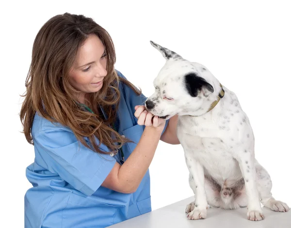 Tierarzt mit Hund zur Begutachtung — Stockfoto
