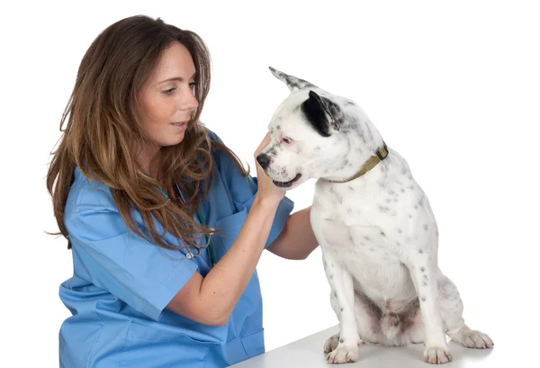 Tierarzt mit Hund zur Begutachtung — Stockfoto