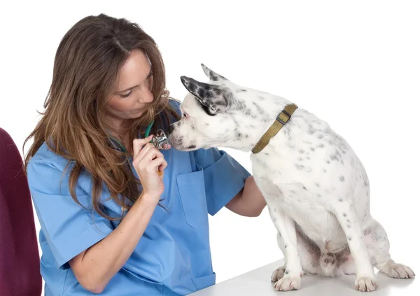 Veterinární se psem o přezkum — Stock fotografie