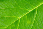 textura zeleného listu