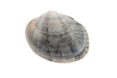 A gray clam clipart