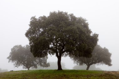 sis tarafından çevrili ağaçlar