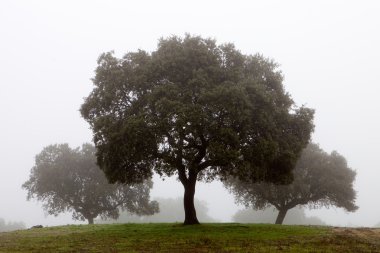 Trees surrounded by fog clipart