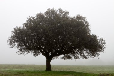 Tree surrounded by fog clipart