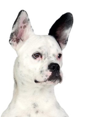 Funny dog black and white with big ears clipart