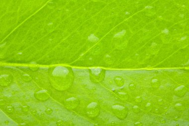 A photo macro of leaf green clipart