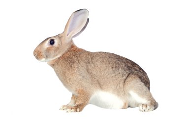 güzel kahverengi tavşan