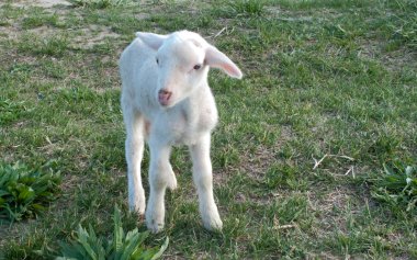 Ewe baby in the field clipart