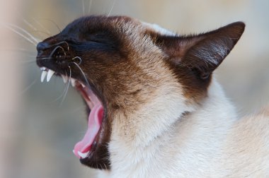 Photo of the mouth of a cat clipart