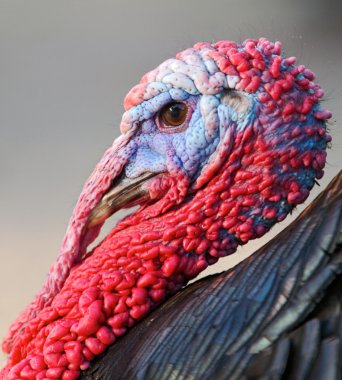 Turkey clipart