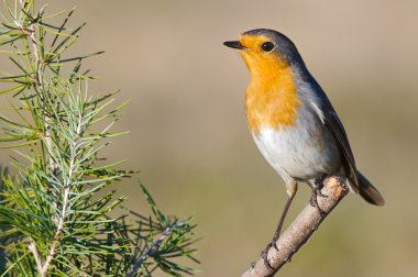 Beautiful red bird clipart