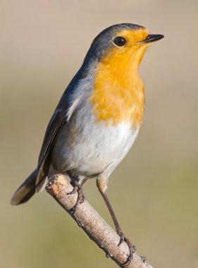 Beautiful red bird clipart