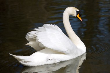 Swan in freedom clipart