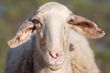 Portrait of sheep clipart