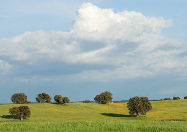 Bazı ağaçları ile peyzaj