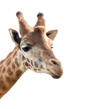 Portrait of a giraffe clipart