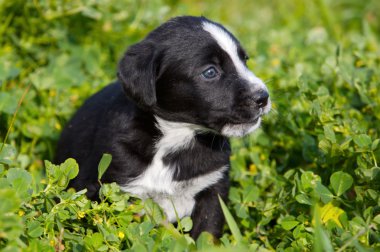 Adorable small dog