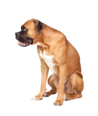 Boxer köpek doğurmak