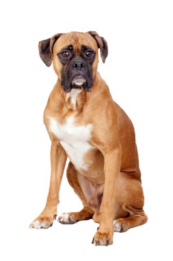 Boxer breed dog clipart