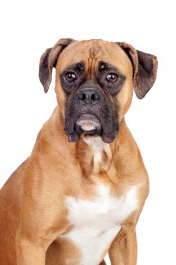 Boxer köpek doğurmak