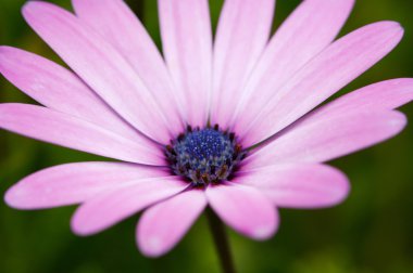 Photo of beautiful pink flower -Sallow DOF- clipart