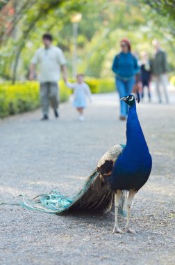 Turkey in a park clipart