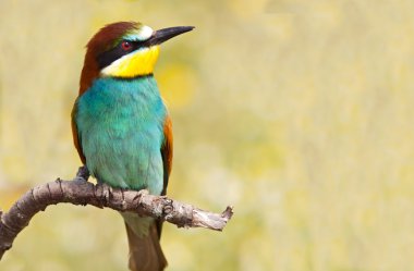 Bee-eater perched on a branch clipart