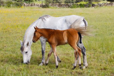 Horse with its son eating grass clipart