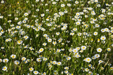 Field of daisies clipart