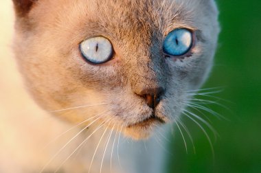 The eyes of a precious cat clipart