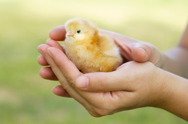 Adorable chick protected by hands clipart