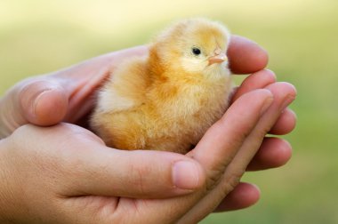 Adorable chick protected by hands clipart