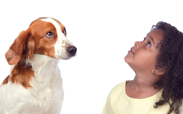 Девочка и ее собака смотрят вверх — стоковое фото