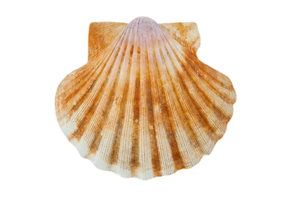 stock image Scallop shell isolated over white.