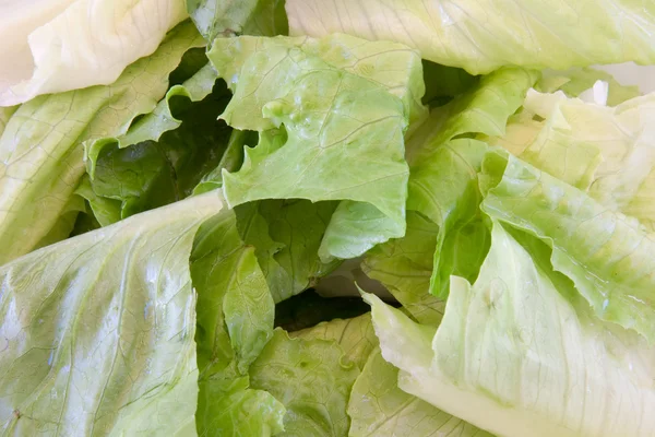 Makroszintű Zöld leveles saláta — Stock Fotó