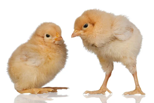 Dvě malé žluté kuře — Stock fotografie