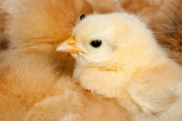 Chicken with many chicks huddled around — Stock Photo, Image