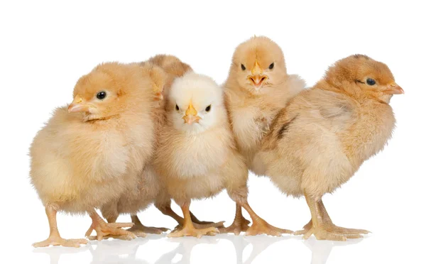 Группа жёлтых цыплят — стоковое фото
